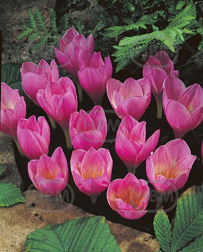 Crocus Kotschyanus