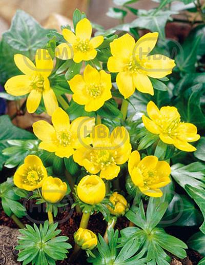 Eranthis Cilicica
