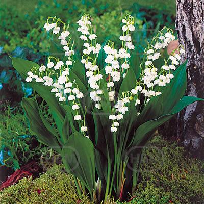 Convallaria Majalis Bordeaux