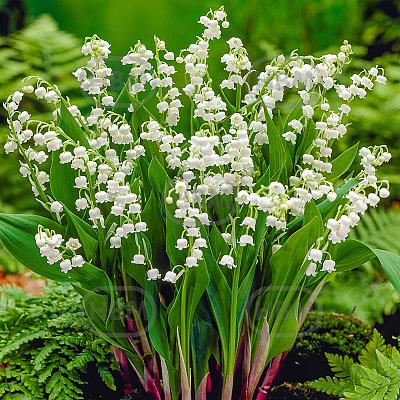 Convallaria Majalis Bridal Choice