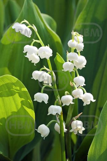 Convallaria Majalis White