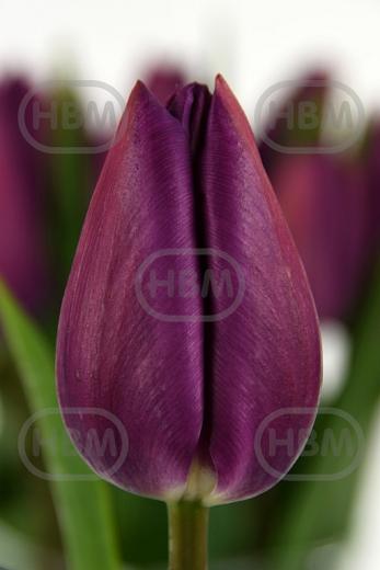 Tulipa Triumph Embrace