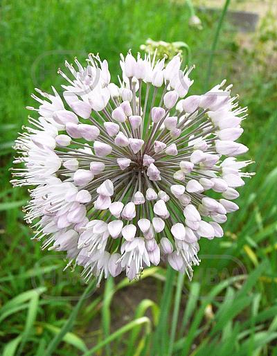 Allium Small Flowering Neapolitanum