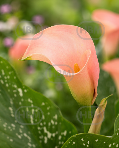 Blushing Lady