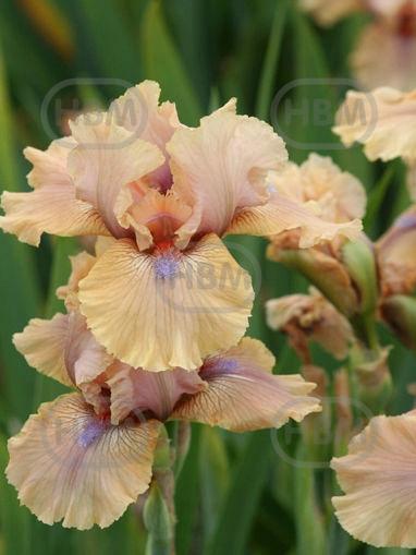 Iris Germanica Country Dance