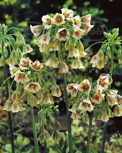 siculum subsp.  bulgaricum