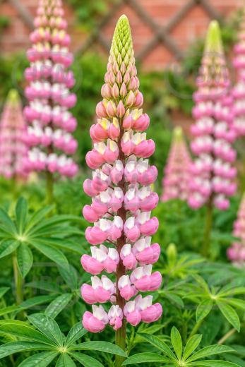 Pink/White