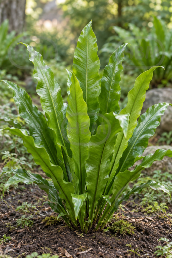 Polyblepharum