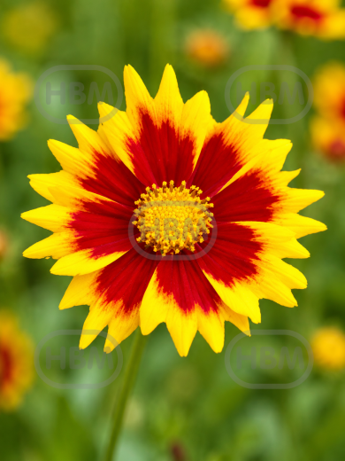Solar Jewel