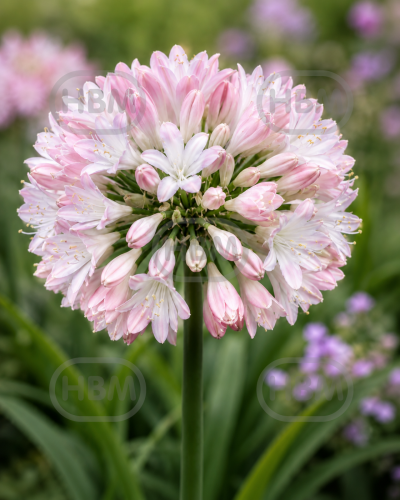 Sweet Jewel