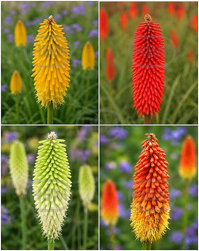 S32 Kniphofia  (x4x15 )x 60