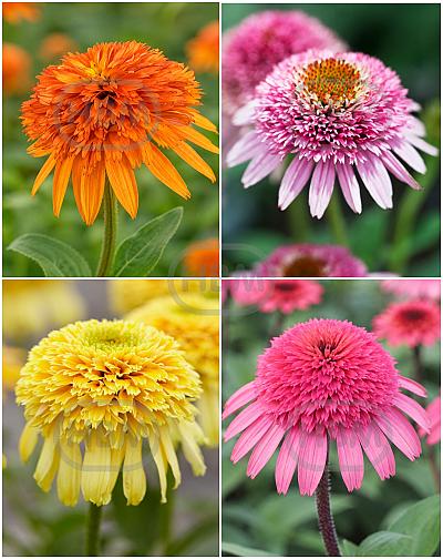 S32 Echinacea (4x15) x60