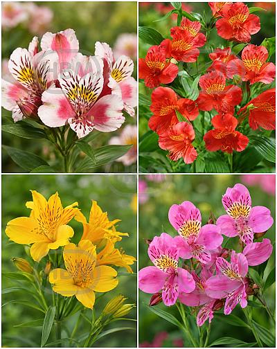 S32 Alstroemeria (4x15)