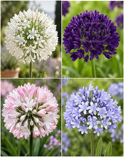 S32 Agapanthus (4x15)
