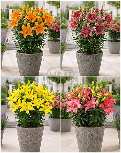 S32 Lilium Pot Asiatic  (4x30) x 60