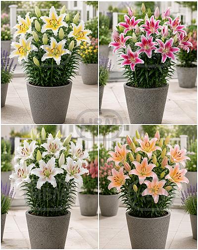 S32 Lillium Pot Oriental (4x30) x60