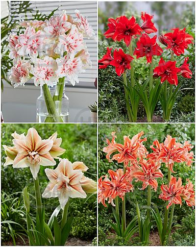 S32 Amaryllis Grandiosa Double (4x10)