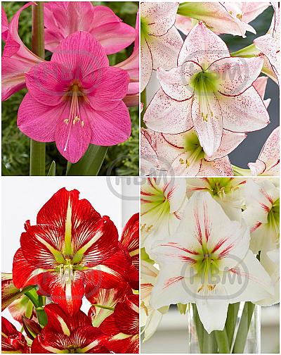 S32 Amaryllis Grandiosa B (4X10)