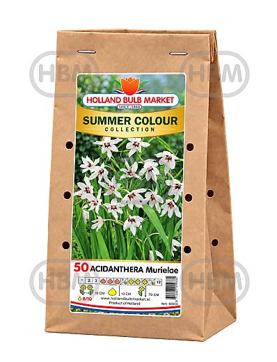 Sum. Colour Col.: Acidanthera Murielae (14x50)