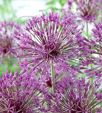 Large flowering Purple Rain