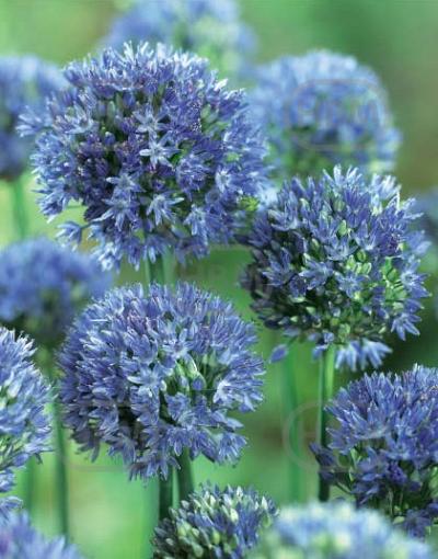 Small Flowering Caeruleum Azureum