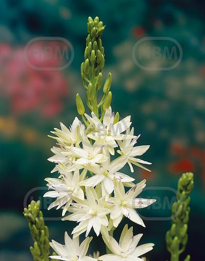 Leichtlinii Semiplena