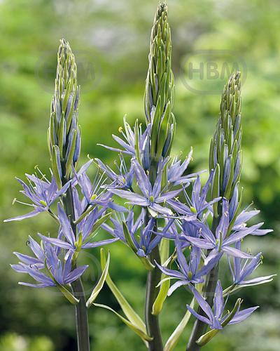 Leichtlinii Caerulea