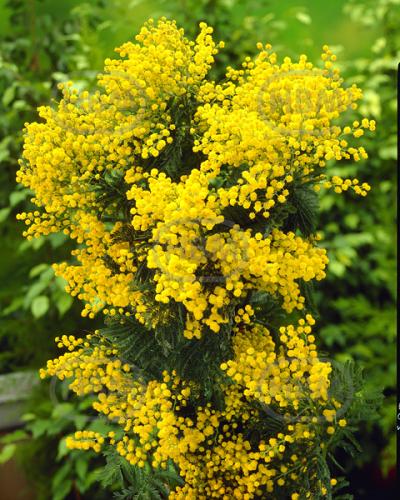 Dealbata Mimosa