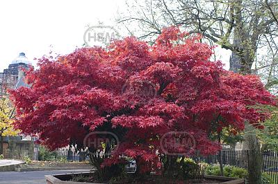 Palmatum