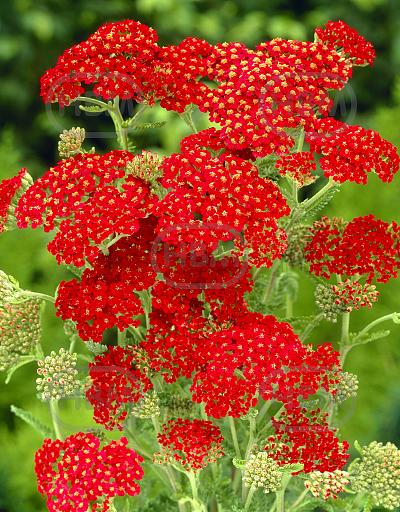 Millefolium Paprika