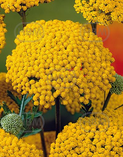 Millefolium Yellow