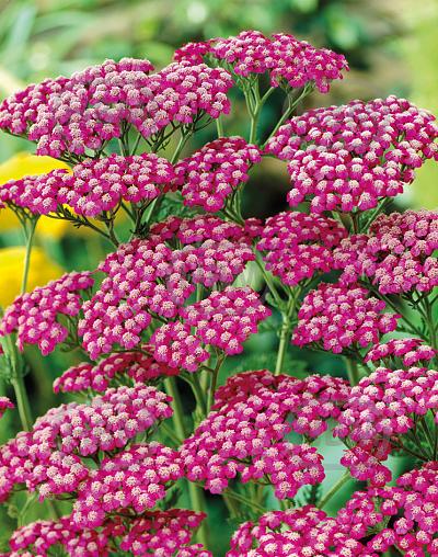 Millefolium Summerwine