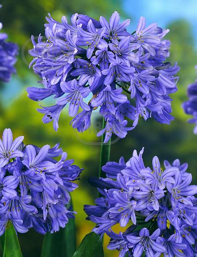 Agapanthus Blue