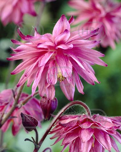 Double Pink