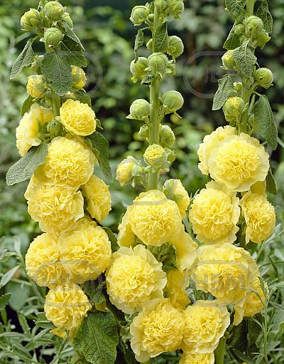 Double Yellow