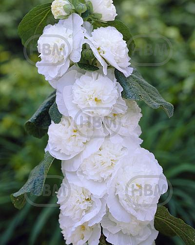 Double White