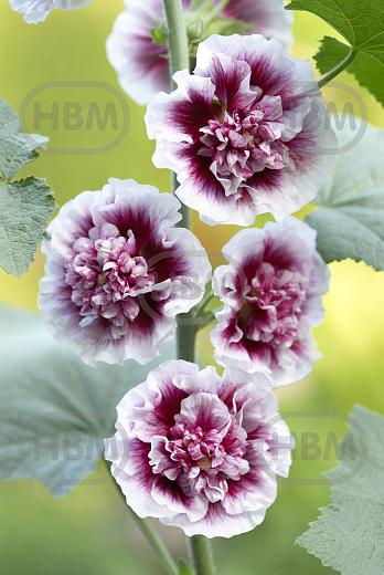 Double Cassis
