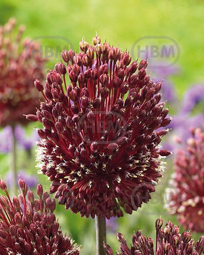 Large flowering Red Mohican