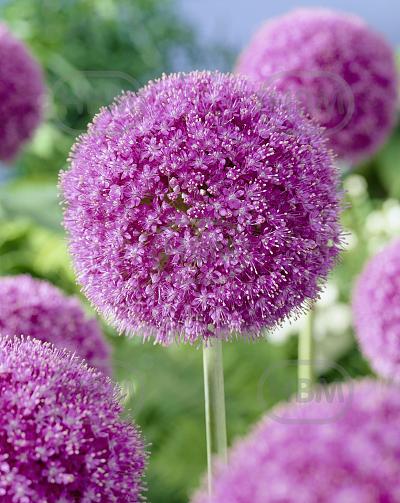 Large flowering Giganteum