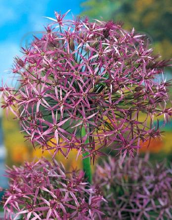 Large flowering Christophii Albopilosum