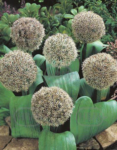 Large flowering Karataviense
