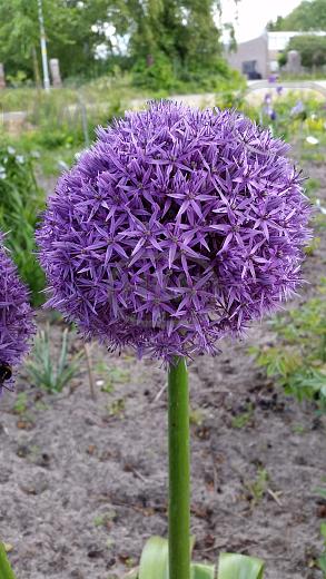 Large flowering Globemaster