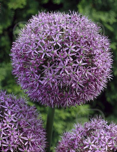 Large flowering Gladiator