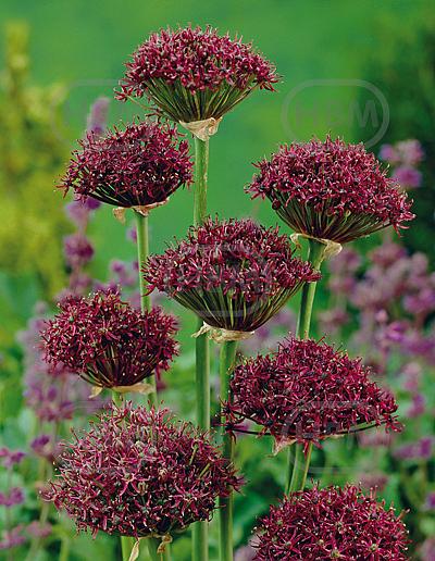 Large flowering Atropurpureum
