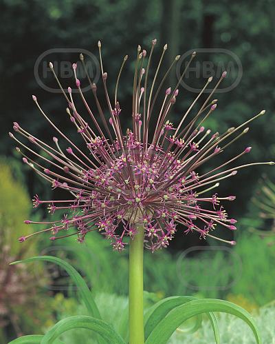 Large flowering Schubertii