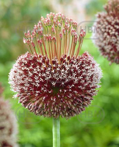 Large flowering Forelock