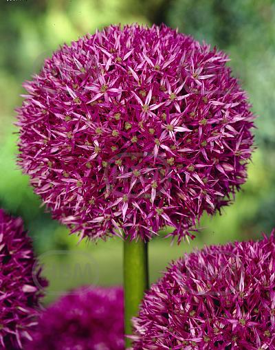 Large flowering Beau Regard