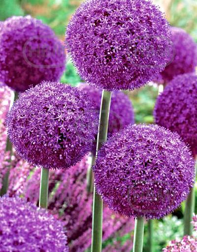 Large flowering Ambassador