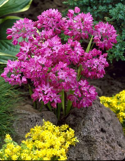 Small Flowering Oreophilum (Ostrowskianum)