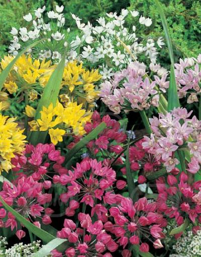 Small Flowering Mix